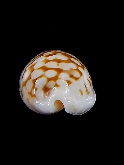 Cribrarula cribraria zadela 21,8 mm Gem-37952