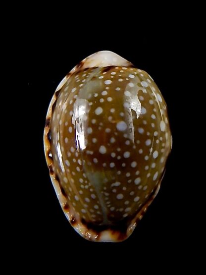 Naria labrolineata nashi 21,7 mm Gem-38007