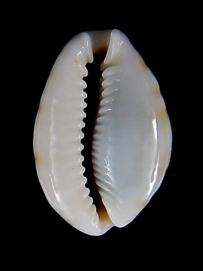 Naria labrolineata nashi 21,7 mm Gem-38004