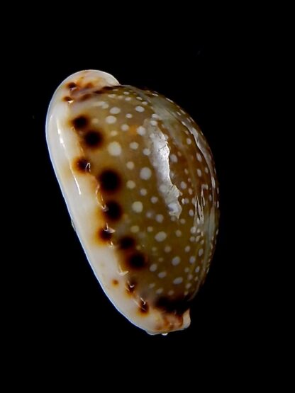 Naria labrolineata nashi 21,7 mm Gem-38005