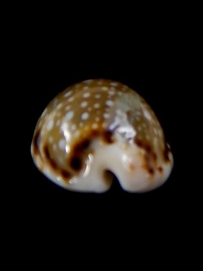 Naria labrolineata nashi 21,7 mm Gem-38008