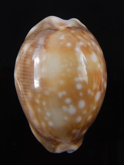 Lyncina vitellus orcina ..DWARF Niger Rostrate... 32,7 mm Gem-38059