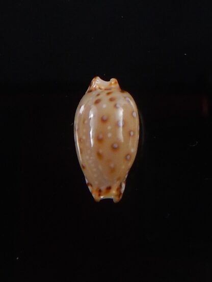 Naria macandrewi 13,1 mm Gem-38107