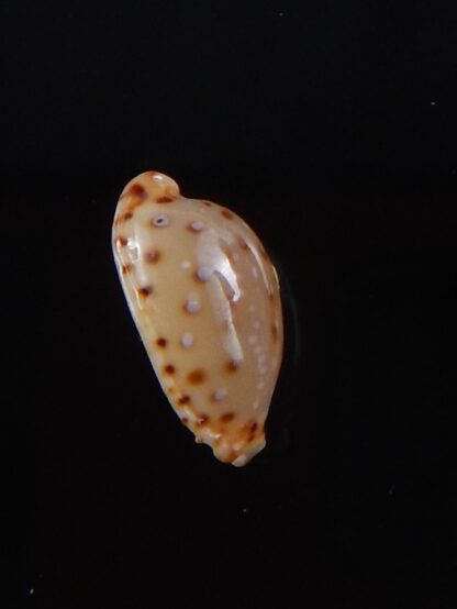 Naria macandrewi 13,1 mm Gem-38110