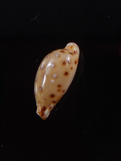 Naria macandrewi 13,1 mm Gem-38113