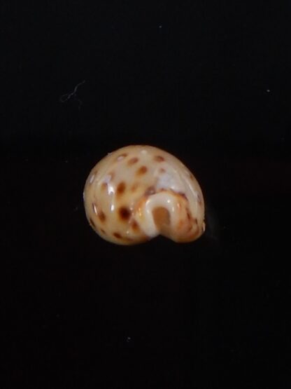 Naria macandrewi 13,1 mm Gem-38112