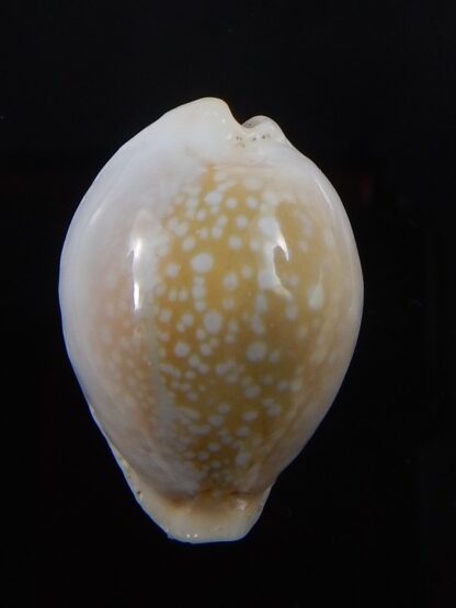 Naria miliaris ...DWARF ,,, 25,7 mm Gem-38119