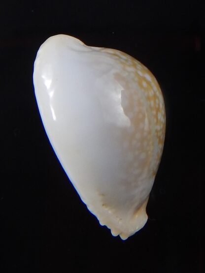 Naria miliaris ...DWARF ,,, 25,7 mm Gem-38120