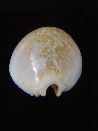 Naria miliaris ...DWARF ,,, 25,7 mm Gem-38123