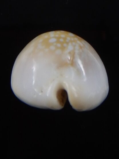 Naria miliaris ...DWARF ,,, 25,7 mm Gem-38124