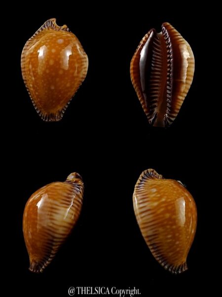 Perisserosa guttata surinensis minima 40,6 mm Gem-0