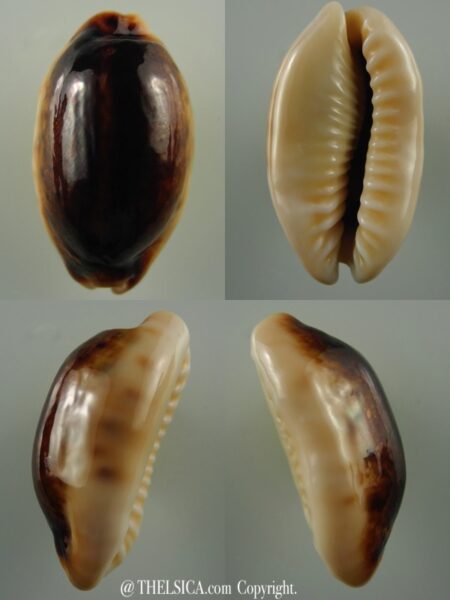Erronea caurica longior N&R 38,8 mm Gem-0