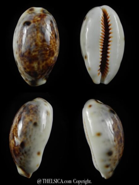 Lyncina lynx... Rostrate... 31,8 mm Gem-0