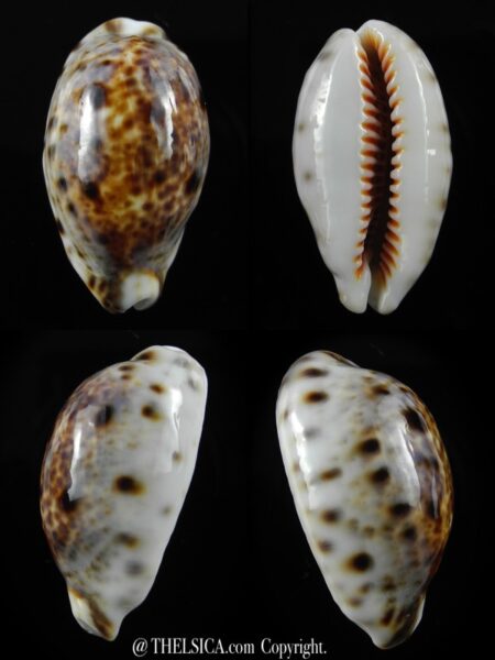 Lyncina lynx... Rostrate... 38,1mm Gem-0