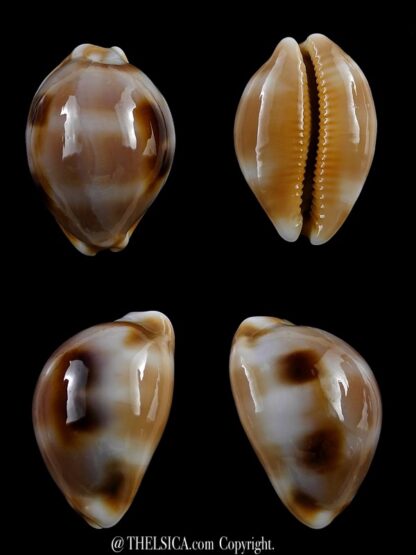 Luria tessellata "DWARF" 22,7 mm Gem-0