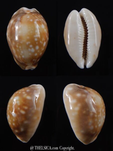 Lyncina vitellus orcina ..DWARF Niger Rostrate... 32,7 mm Gem-0