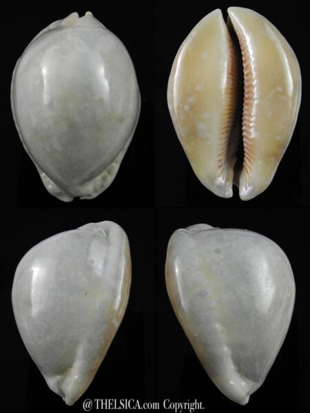 Mauritia asiatica gibba .. overglazed ... 60,5 mm Gem-0