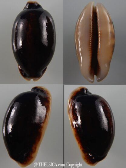 Mauritia eglantina N&R 47,9 mm Gem-0