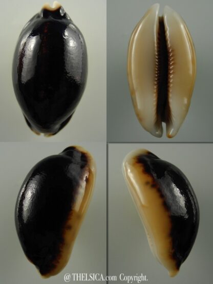Mauritia eglantina N&R 50,3 mm Gem -0