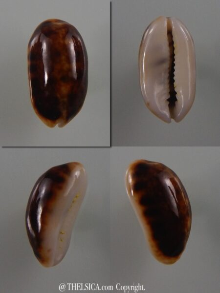 Melicerona listeri melvilli N&R 17,4 mm Gem-0
