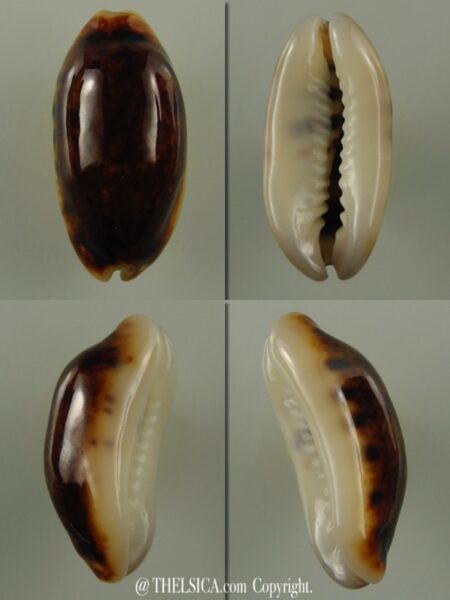 Melicerona listeri melvilli N&R 20,1 mm Gem-0