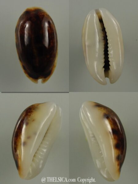 Melicerona listeri melvilli N&R 20,2 mm Gem-0