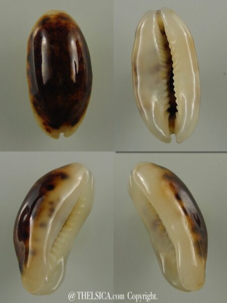 Melicerona listeri melvilli N&R 20,3 mm Gem-0