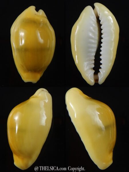 Monetaria moneta ... Rostrate .... 28,2 mm Gem-0
