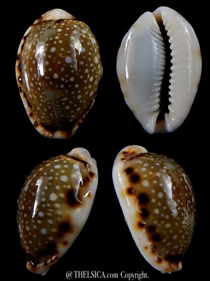 Naria labrolineata nashi 21,7 mm Gem-0