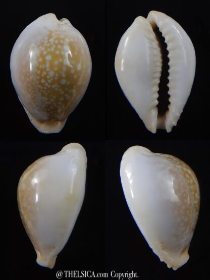 Naria miliaris ...DWARF ,,, 25,7 mm Gem-0