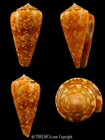 Nataliconus royaikeni 42,3 mm Gem-0