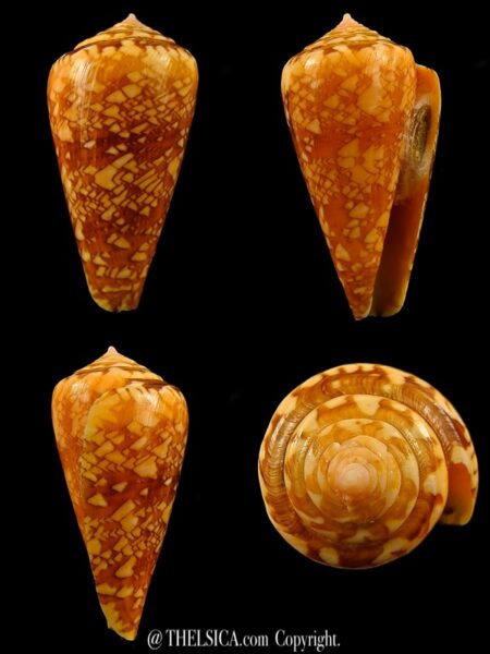 Nataliconus royaikeni 42,3 mm Gem-0