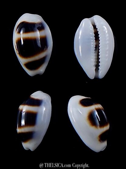 Palmadusta asellus asellus 14,8 mm Gem -0