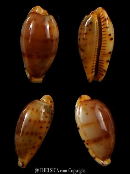Palmulacypraea katsuae katsuae 15 mm Gem -0