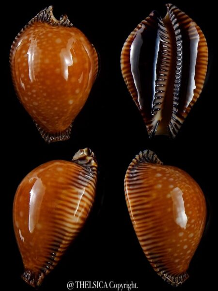 Perisserosa guttata surinensis bengalensis 48,2 mm Gem+++-0