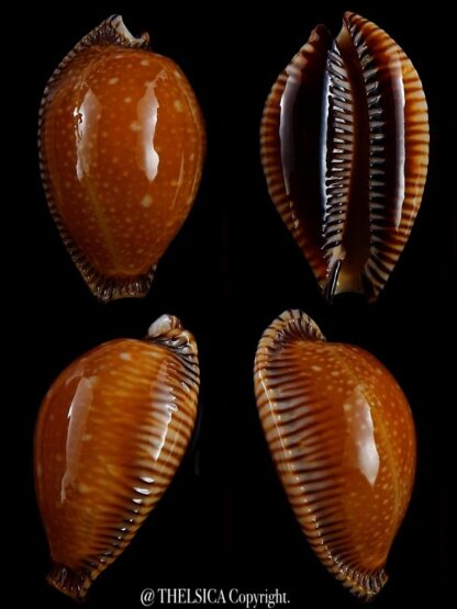 Perisserosa guttata surinensis bengalensis 54,3 mm Gem+++-0