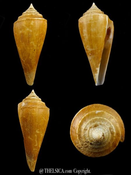 Profundiconus neotroquatus 77 mm Gem-0