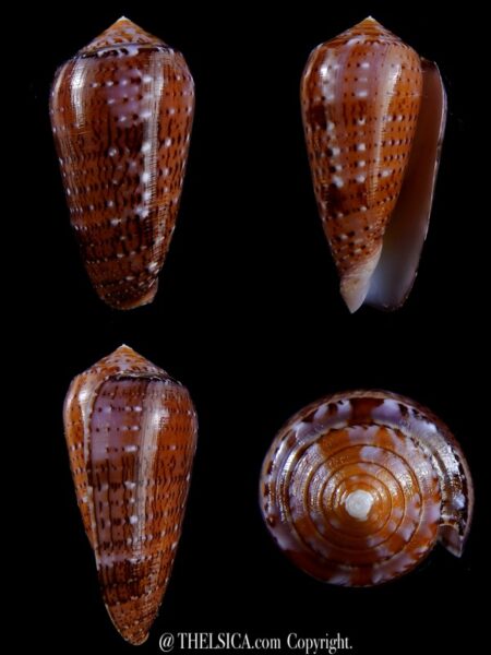 Conus floccatus floccatus ..purple ..57,3 mm Gem-0