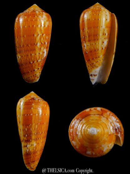 Conus floccatus magdalenae 52 mm Gem-0