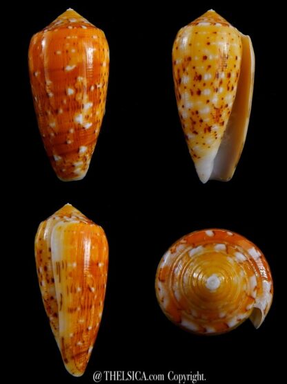 Conus floccatus magdalenae 56,3 mm Gem-0
