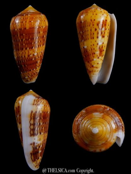 Conus floccatus magdalenae 57,9 mm Gem-0