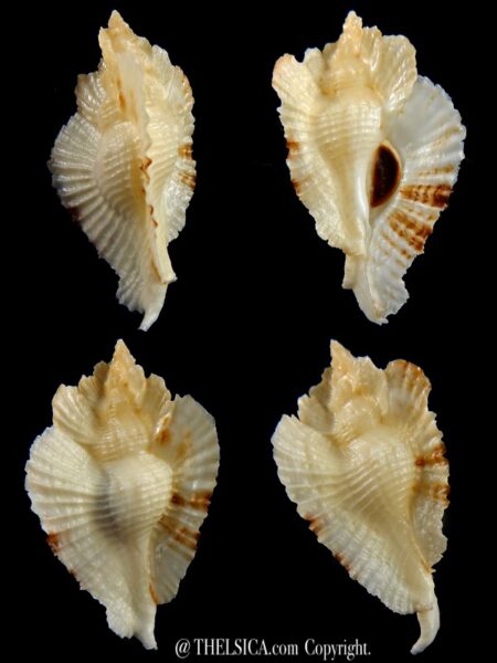 Timbellus bednalli 67,6 mm Gem (-)-0