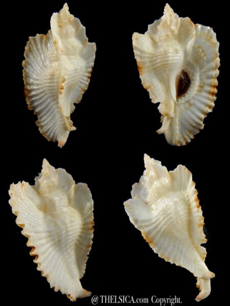 Timbellus bednalli 67,9 mm F+++/Gem-0