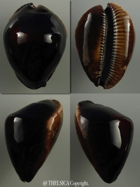 Zoila rosselli edingeri satiata 48,7 mm Gem-0