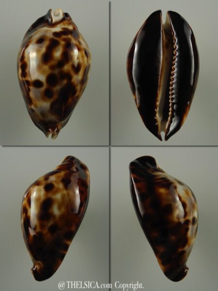 Zoila friendii friendii ... DWARF .. 52,9 mm Gem-0