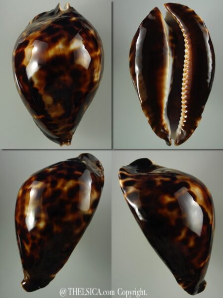 Zoila friendii insulata 88,9 mm Gem-0