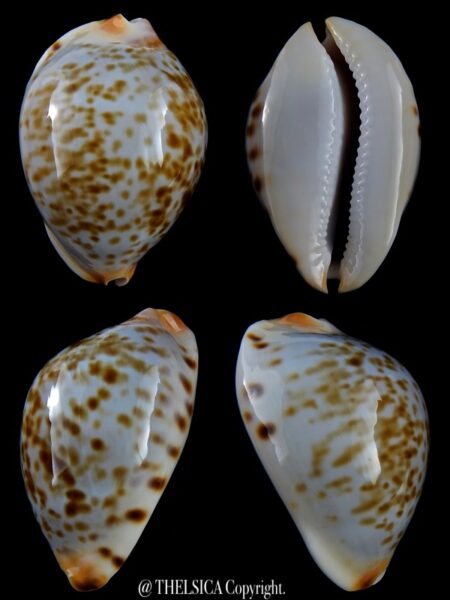 Zoila friendii kostini..spotted... 62 mm Gem-0