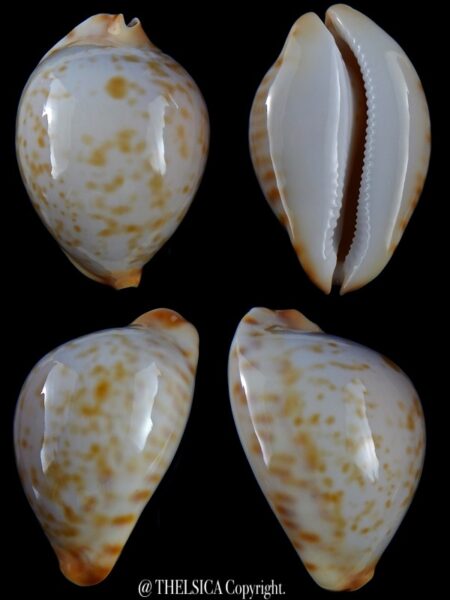 Zoila friendii kostini .. Golden spots ...66,8 mm Gem-0