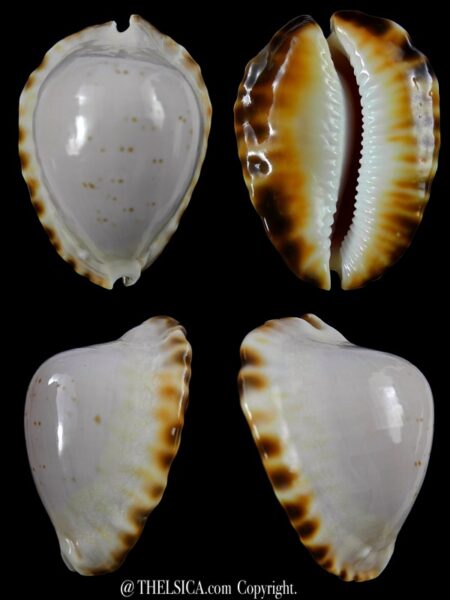 Zoila marginata ketyana hypermarginata ... SP pattern ... 45,5 mm Gem-0