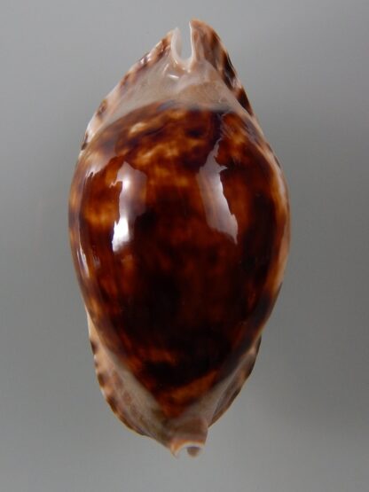 Zoila marginata consueta ..Exceptional colour ... 59,6 mm Gem-38731